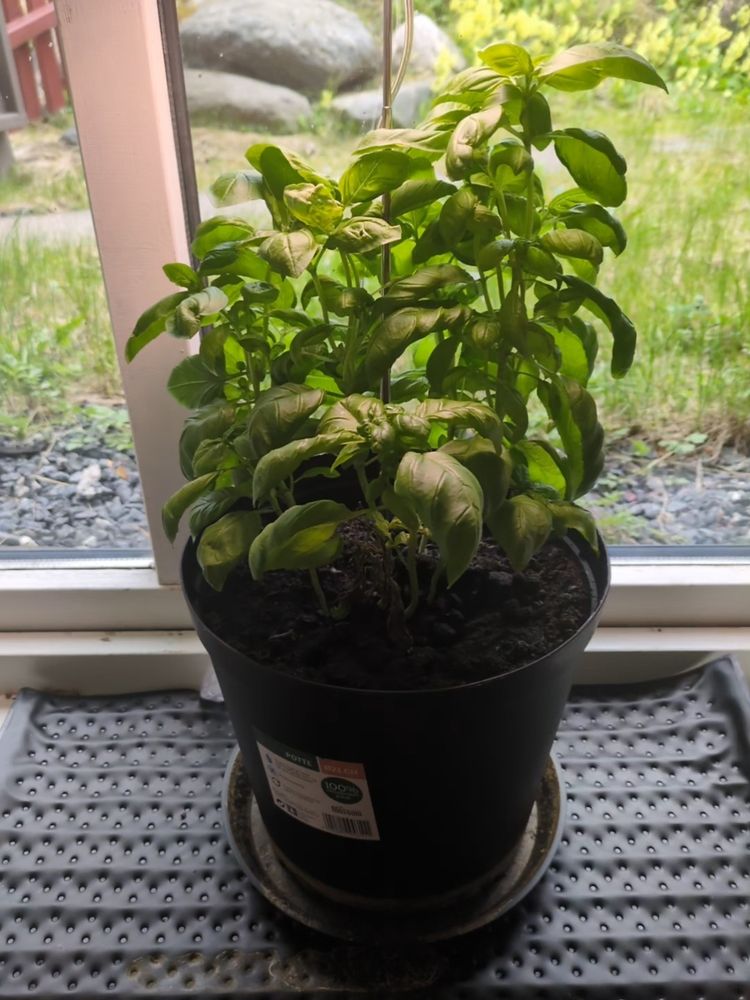 My basil Goose is doing well