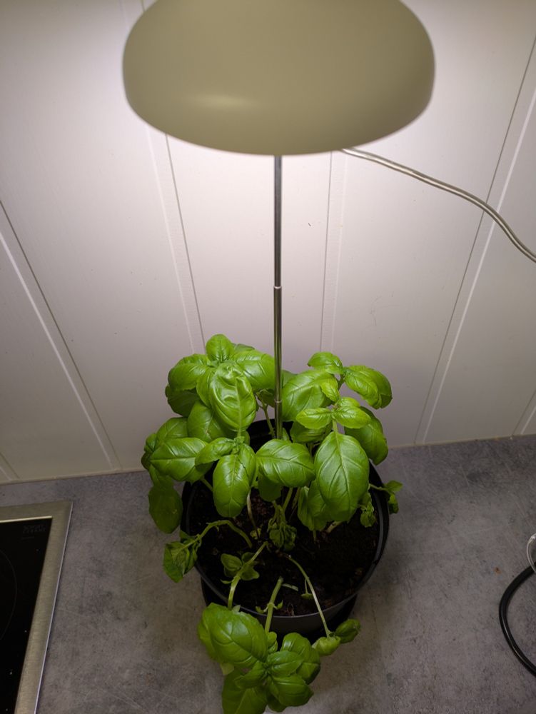 Basil plant in a black pot on a different kitchen countertop now with her very own pot lamp. 