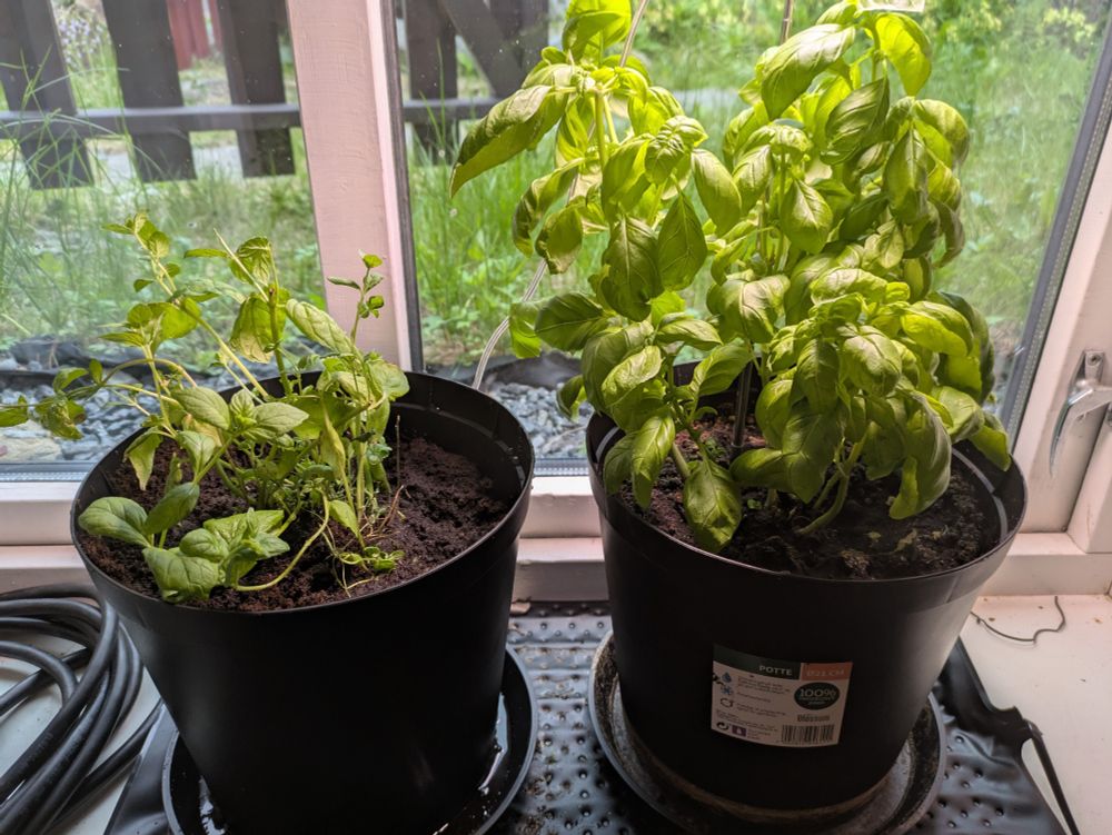 Mint Javelin (left) and Basil Goose (right). Javelin freshly repotted after not improving much. Goose still doing well. Too much light for mint? Too much heat?
