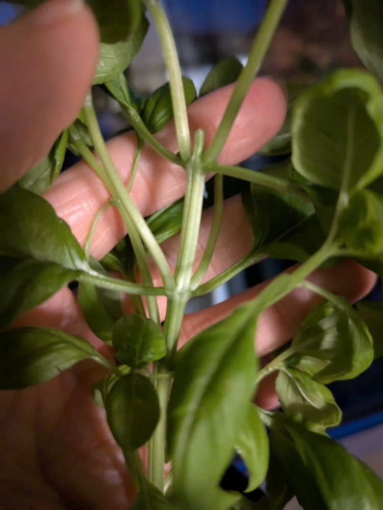 Close up of stems following much earlier pinching