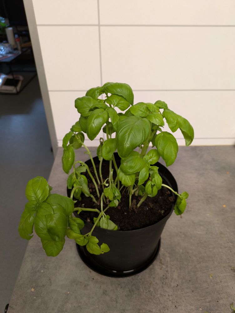 Basil plant in a black pot on my kitchen counter. Some stalks are wilting. It's very sad. Part of the plant still looks healthy though. Help