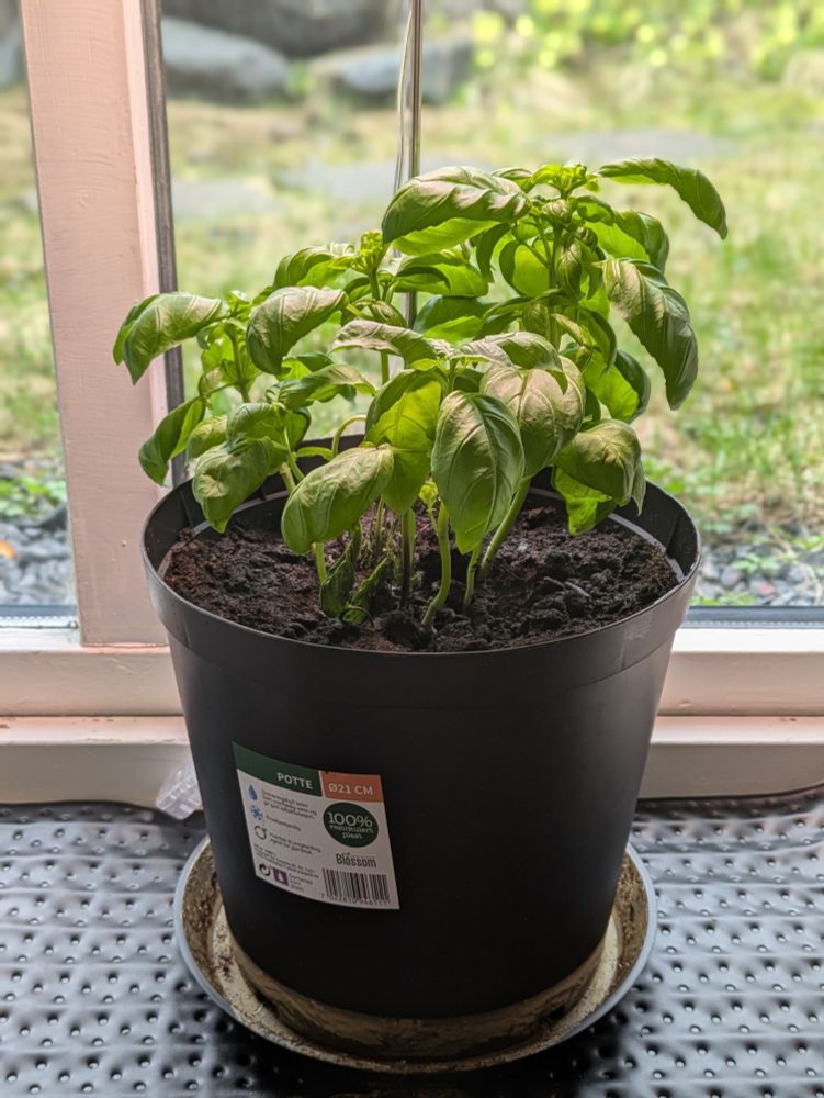 Basil plant in a black pot on a heating pad in a window looking fairly healthy honestly if I say so but I'm not an expert or anything but looks okay