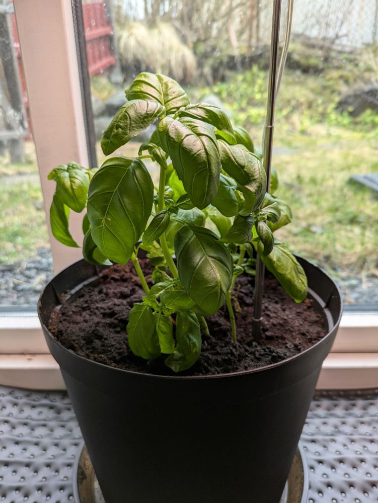 Green basil plant in a black pot on a black heating pad on a white windowsill.