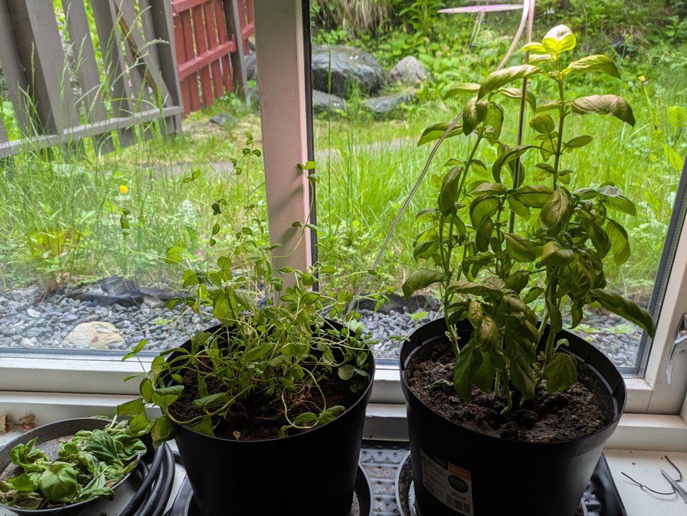 After getting the suggestion to remove sad leaves, and doing so. Fertilized watering for both.

Goose's oldest stems have gotten quite sturdy.