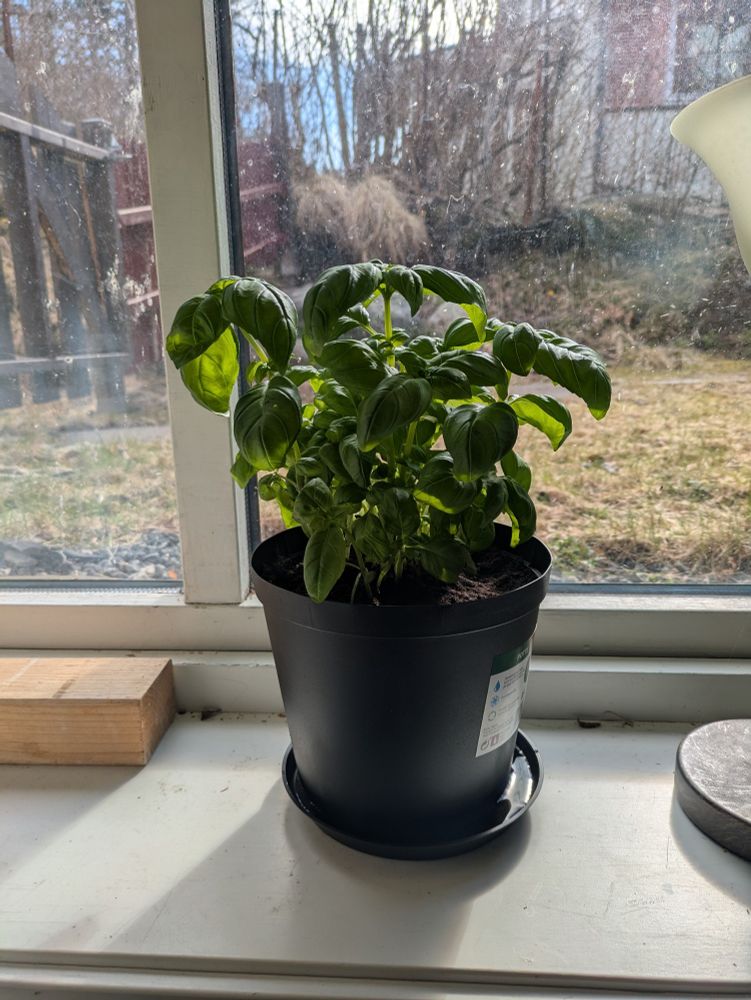 Basil plant in a black pot on a windowsill, looking out the window. The sunlight isn't so bright, I wonder if it will be enough.
