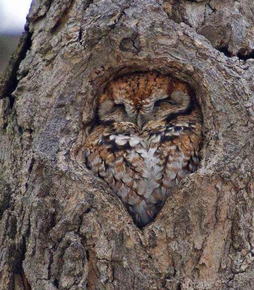 This owl looks so cozy. I don't know who to give credit to