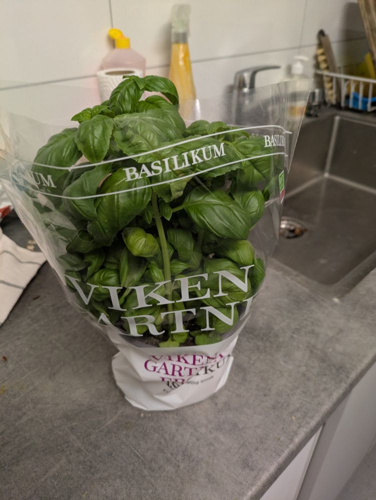 Basil plant in grocery store packaging