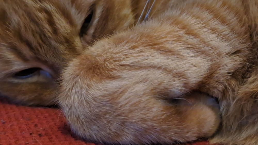 Super cozy super orange super cat