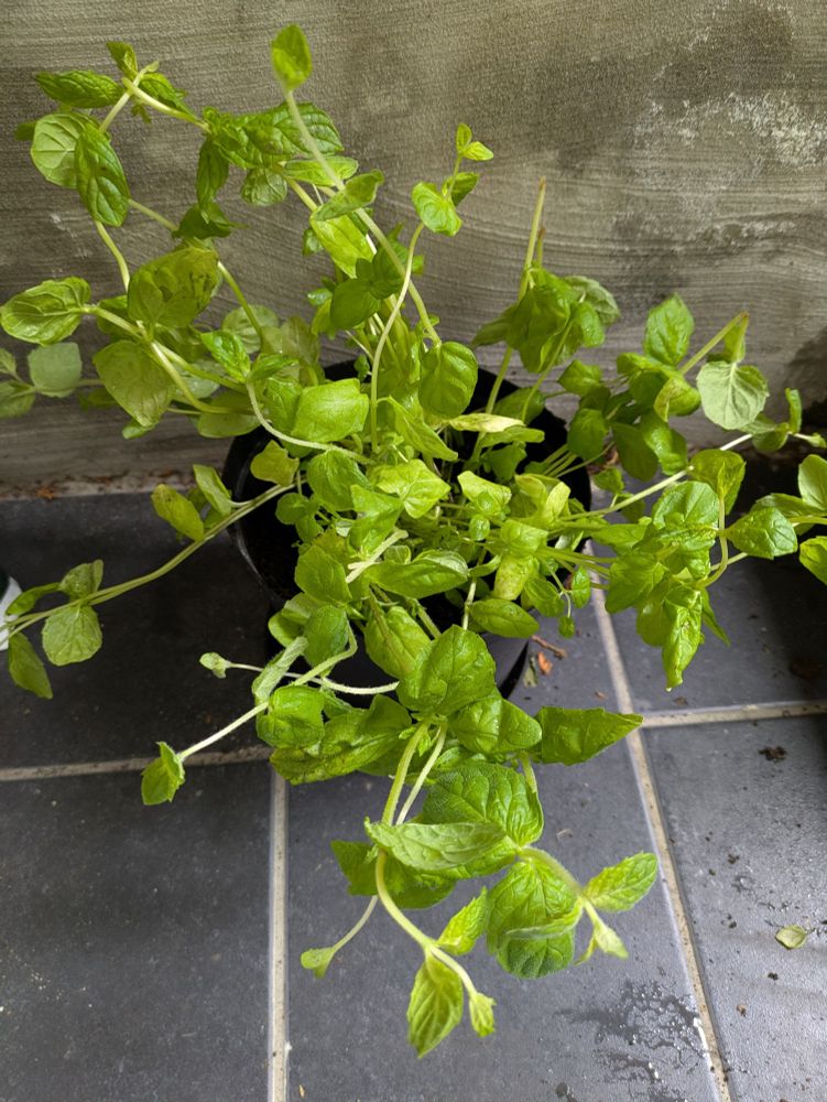 Grocery store mint plant freshly repotted in Goose's old pot. Sitting outside for the time being on some honestly pretty nice tiles in front of some honestly pretty ugly concrete.