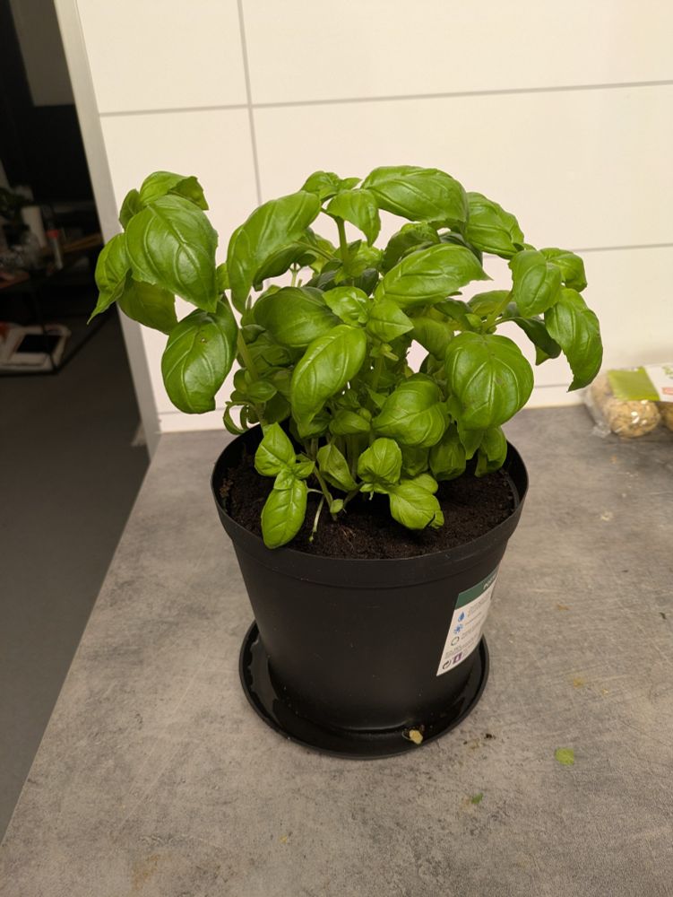 Basil plant in brand new black plastic pot. Bird food tallow balls sneakily in the background.