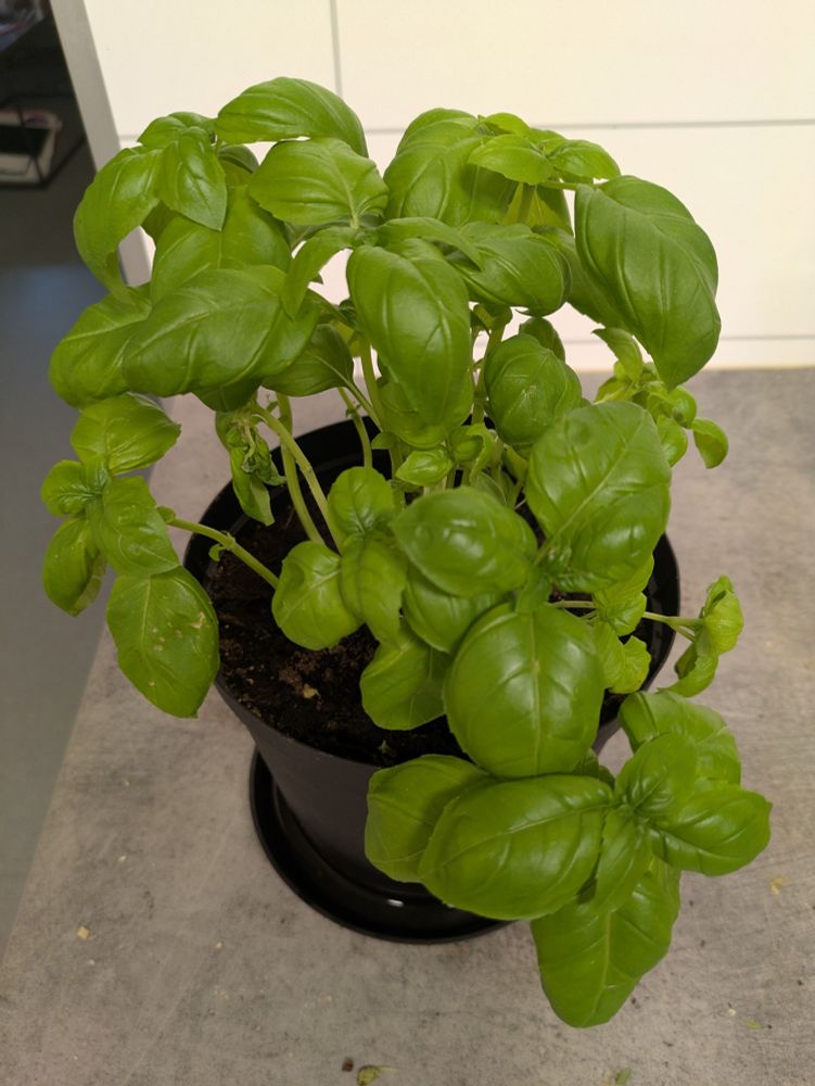 Basil plant in the same black pot on my kitchen counter. Some dead stuff removed from the middle. A couple wilting leaves visible but plant looks healthy on the whole.