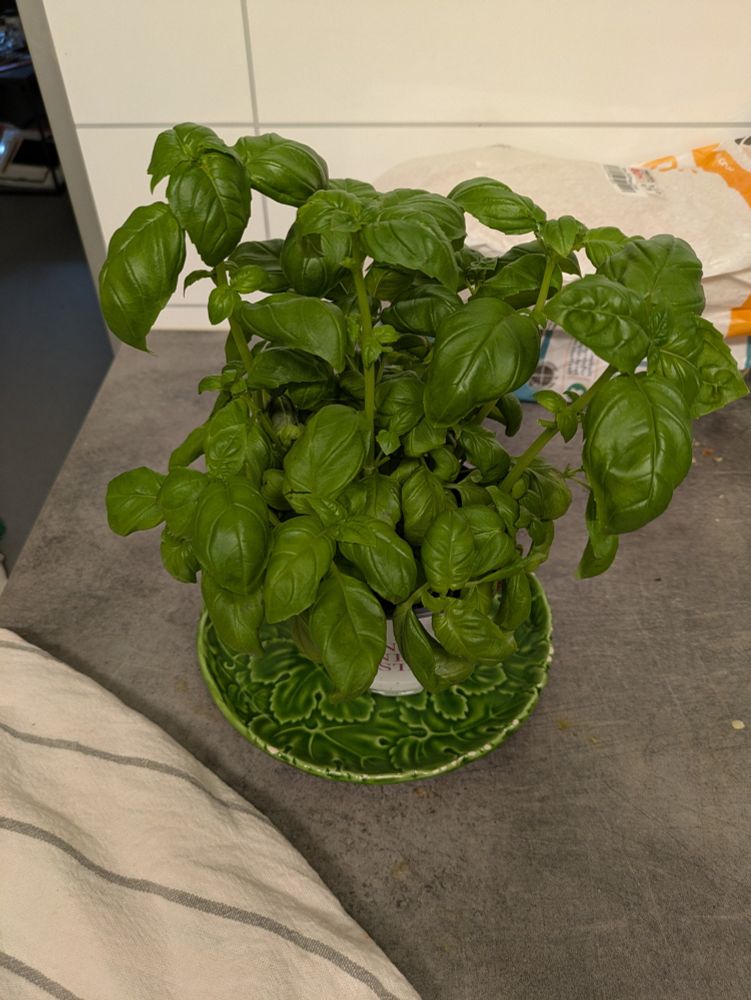 Basil plant with grocery store plastic shroud removified, and now on a very fancy plant textured dish