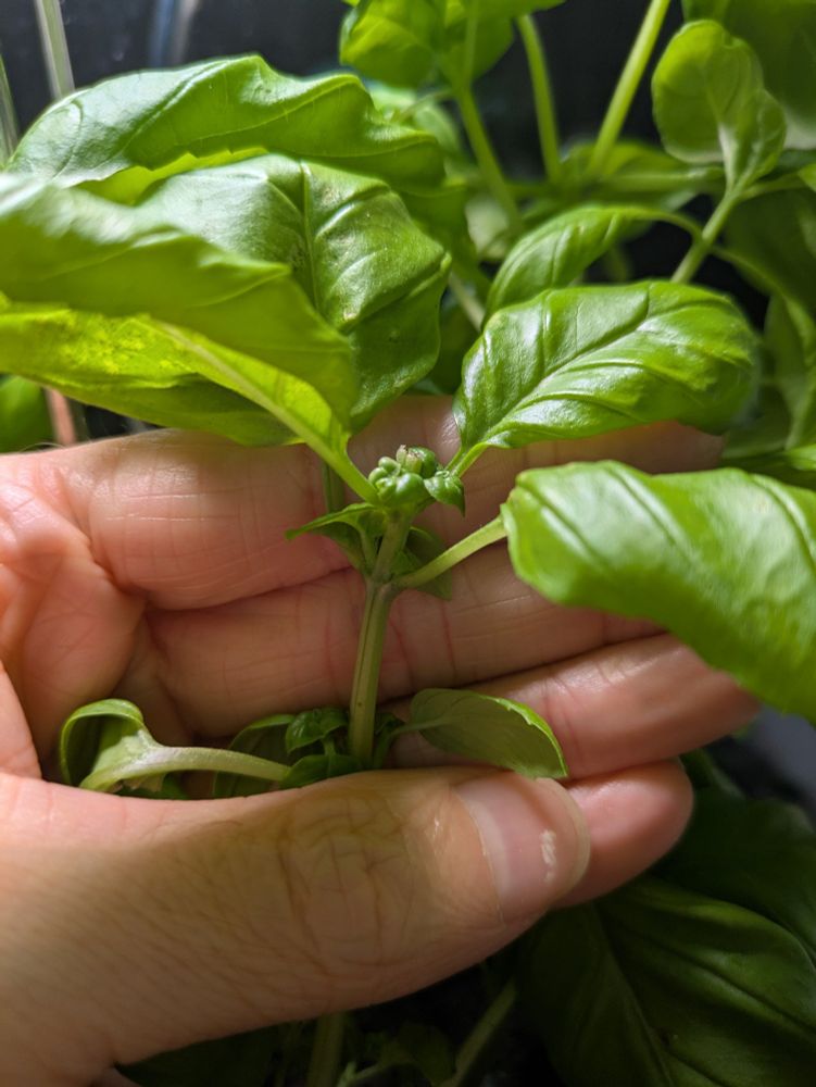 Close up of growth after pinching