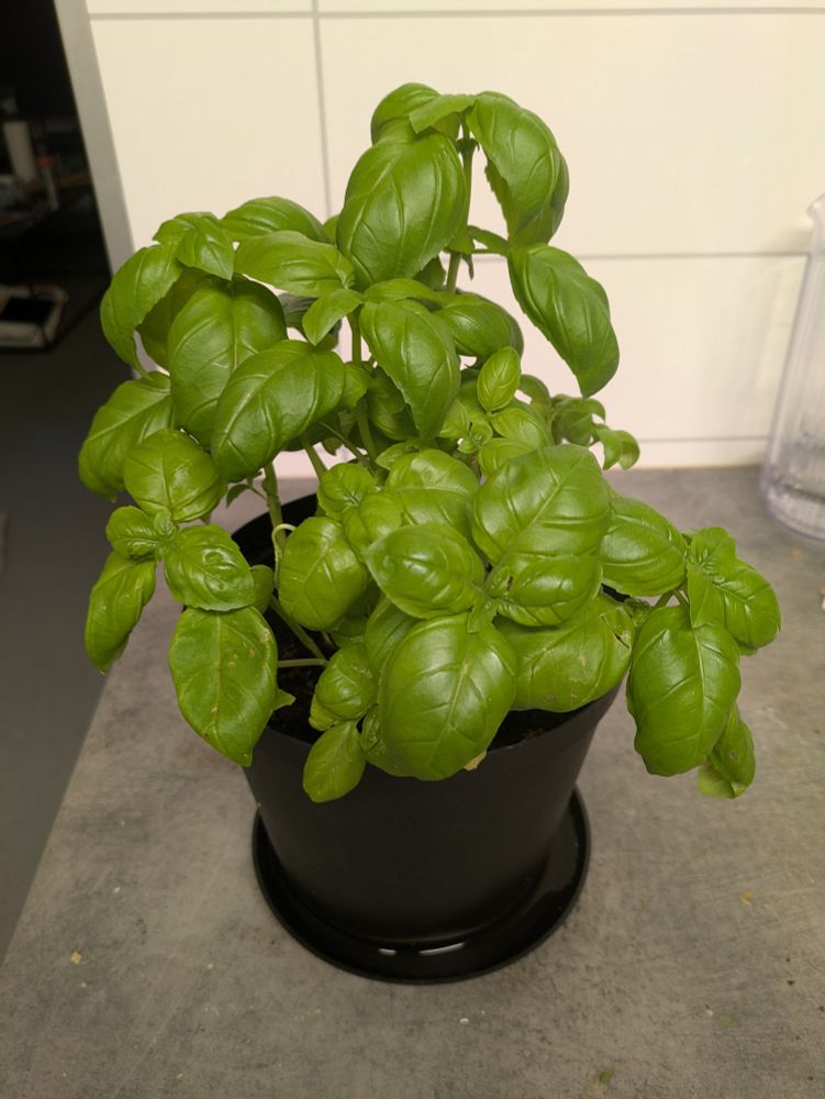 Basil plant on the counter in my kitchen, under florescent lighting that seems to be keeping her healthy. Some bits have been harvested