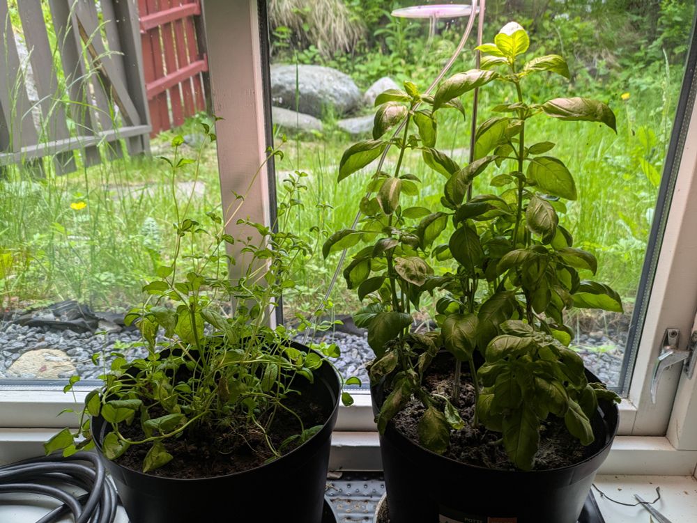 After some neglect, my Mint and Basil sitting together in the window. The heating pad has been off for a time.

Some of Goose's leaves have silvery mottled patches.