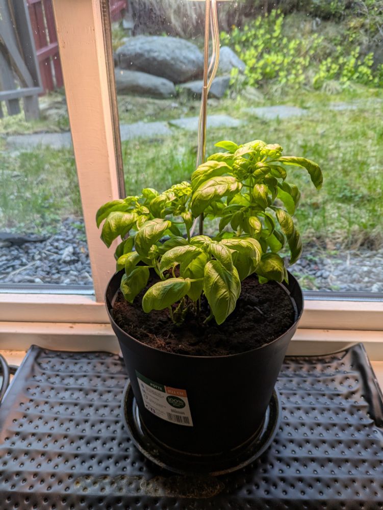 Basil plant in the same black pot on the same black heating pad in the same window in the early morning. Morning light helped by a small pot lamp on a chromey stick stuck in the soil, translucent power cable. Water in the pot dish. Nice grass outside the window. Stone path through the grass. Some bigger rocks piled in the blur