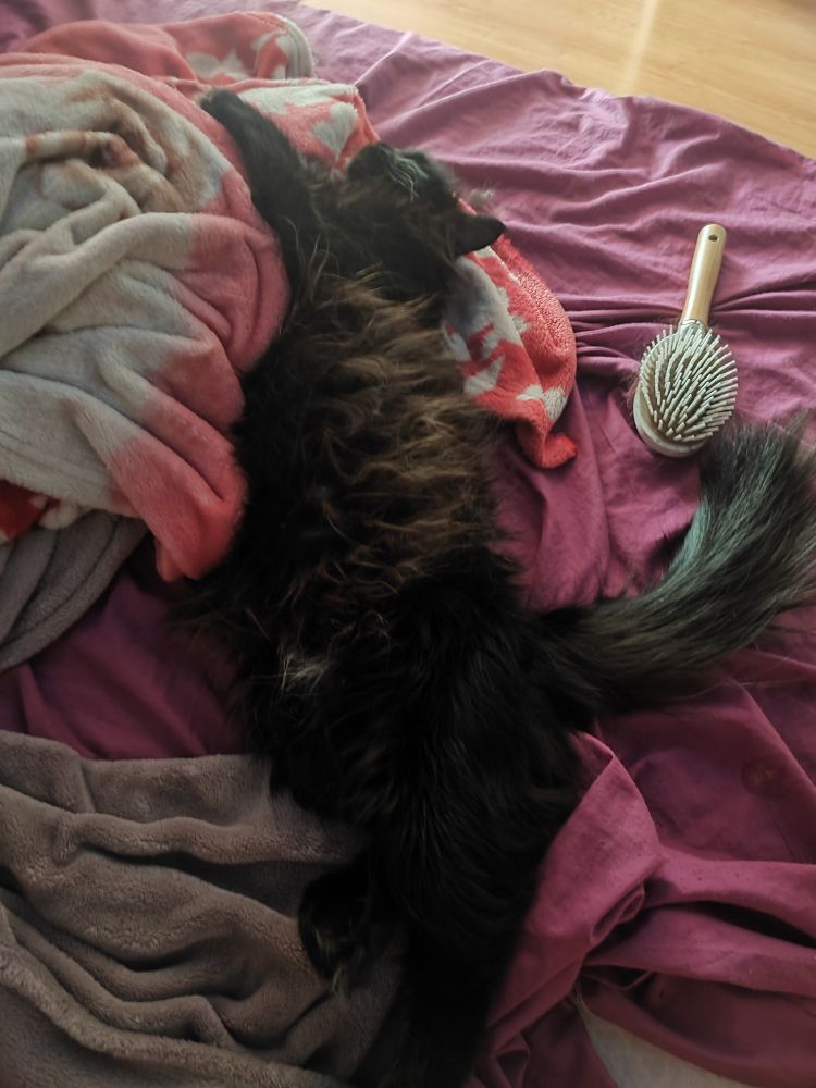 очень милая чёрная кошка вытянулась на помятых от сна простынях и покрывалах, обнимая их лапами