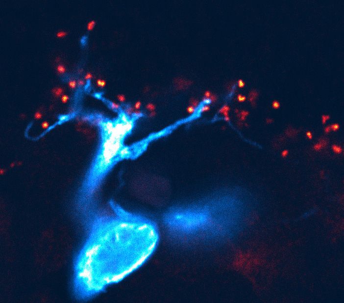 Retinal ON-bipolar cell expressing mEmerald-Sec61 (blue), and labeled with mGluR6 antibody (red).