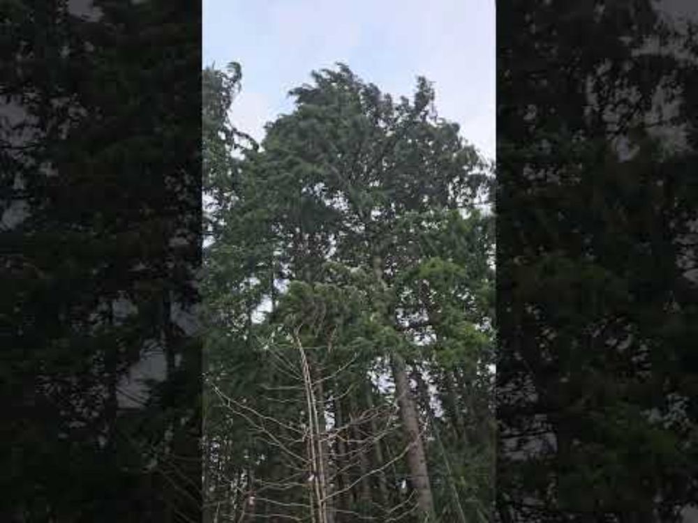 Backyard Wind - Woodinville, WA Dec 14, 2024