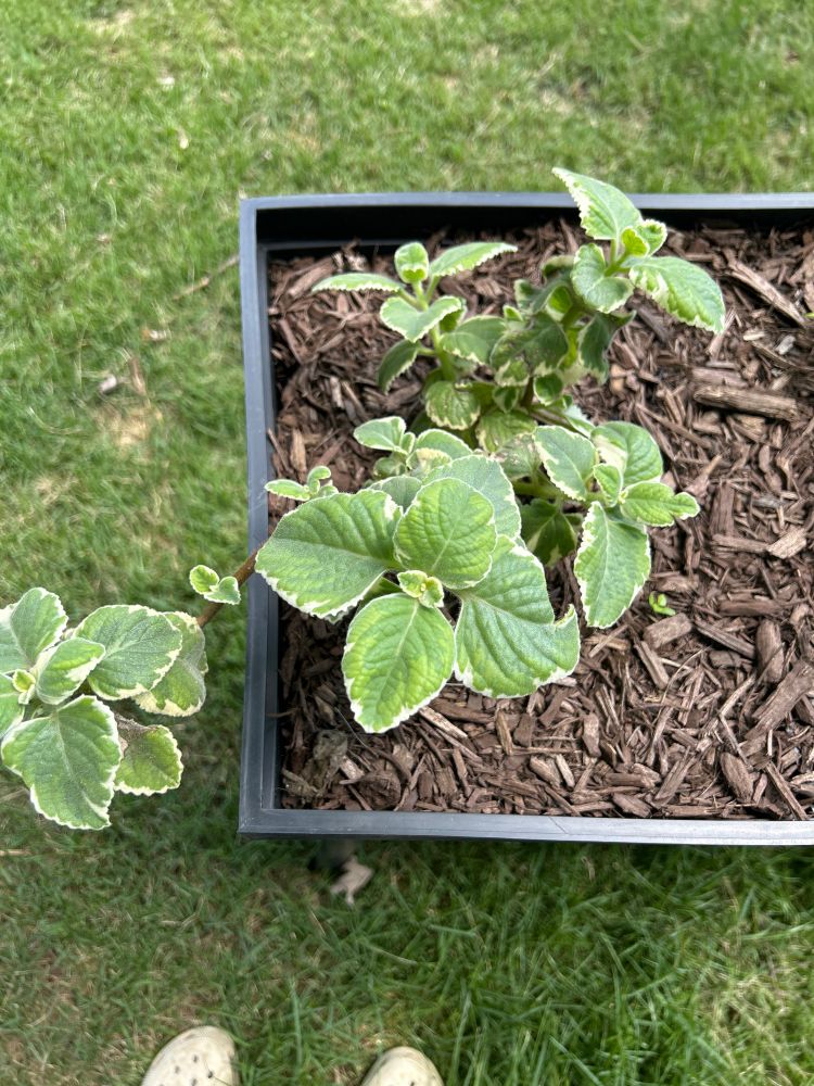 Mexican oregano plant