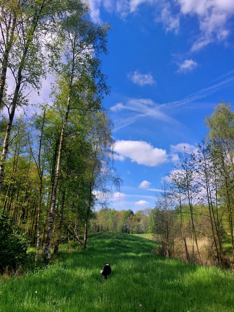 A photo of nature. It's a place with long grass and several trees on the sides. The sky is bright and blue with some clouds. A dog, Border Collie, is walking in front of the camera.