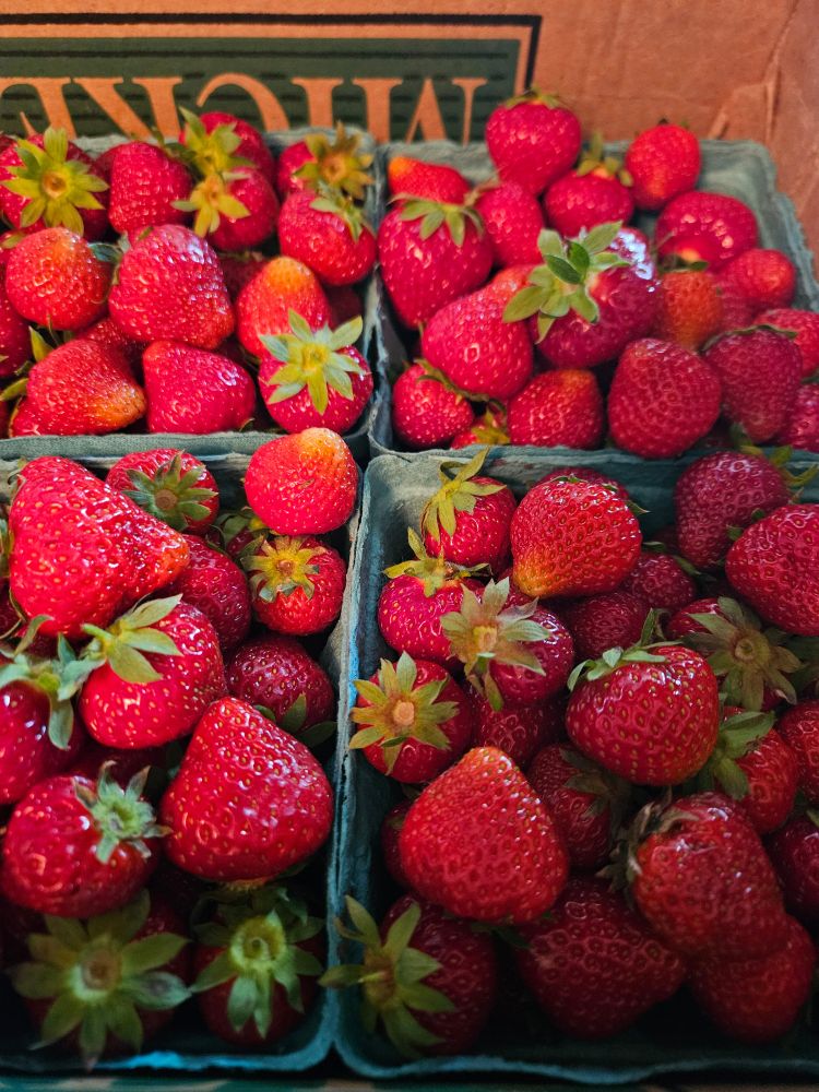 Pints of freshly picked strawberries 
