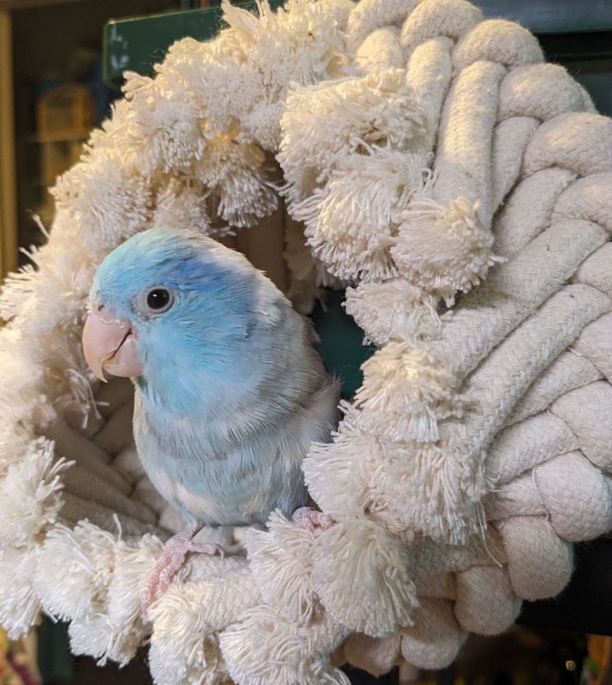 Blue parrotlet perched in a rope ring looks happily at the viewer