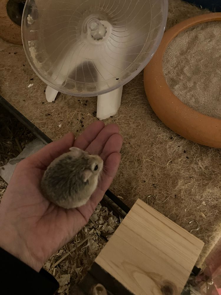 Aus der linken unteren Ecke des Fotos ragt eine Hand, in der ein sehr kleiner graubrauner Hamster sitzt. Links oben ein durchsichtiger Laufteller mit weißem Fuß, rechts daneben eine Tonschale mit Badesand. Eine Flachsmatte ist darunter gelegt. Am rechten unteren Bildrand ist ein Brettchen.