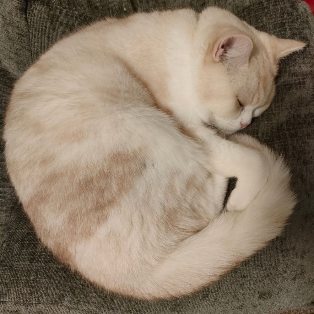 Lester the white cat is balled-up on the grey beanbag yet again, because it is nap time 