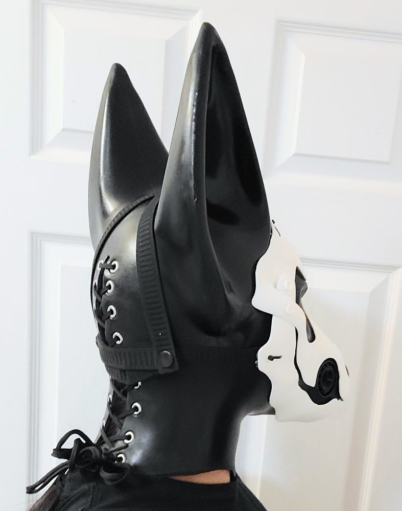 Back 3/4 view of canine jackal latex hood revealing the lace-up closure and many stainless eyelets . A white skull mask is strapped over the face/muzzle of the hood witu its triangular harness visible. The hood itself is jet black with a bit of shine.
