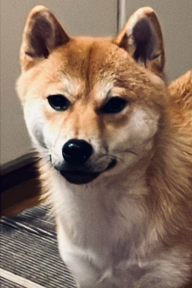 shiba dog(柴犬)