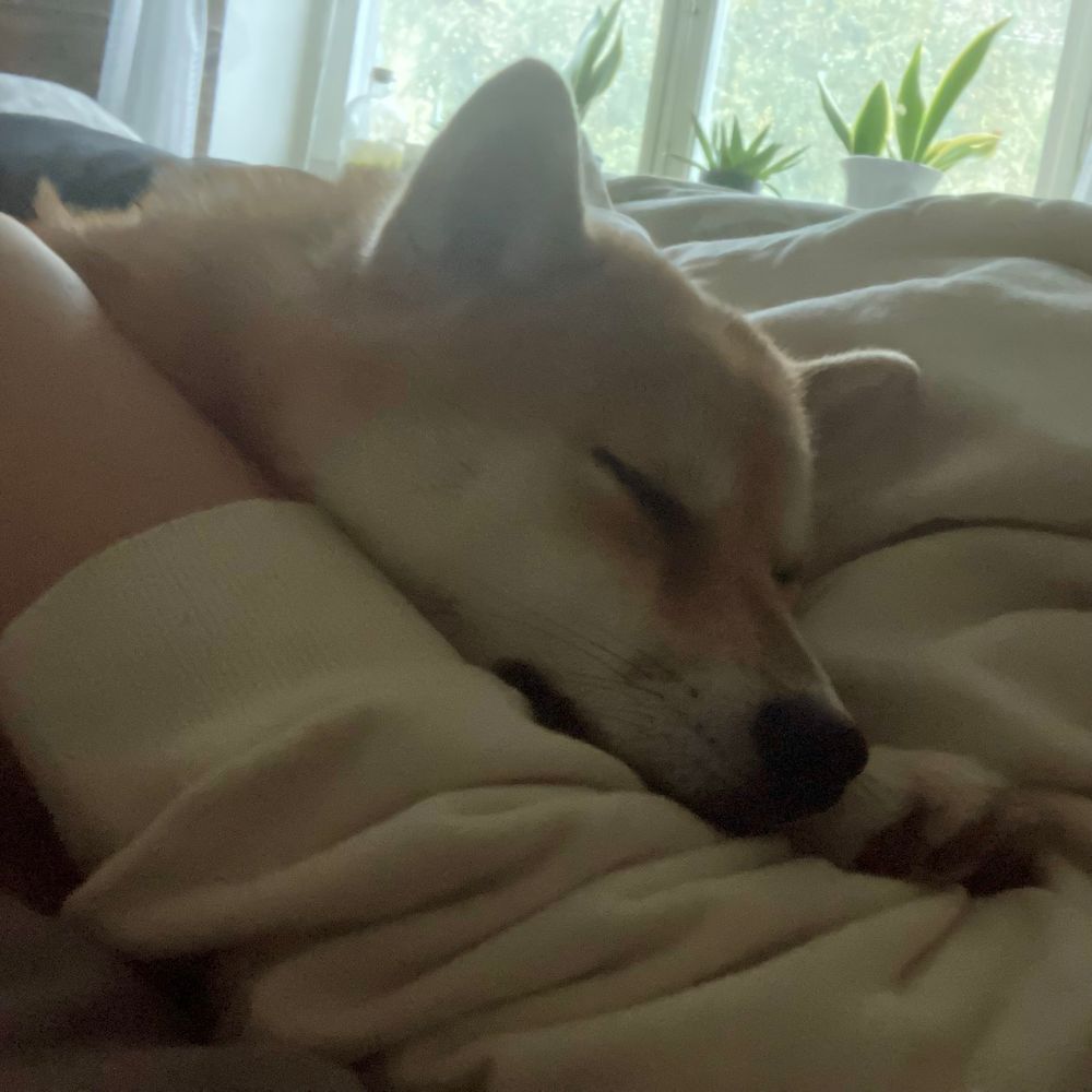 shiba dog(柴犬)