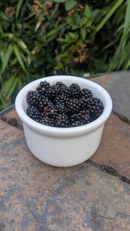 A white bowl full of ripe blackberries on an outdoor table. Blurred in the background is the blackberry vine they came from.