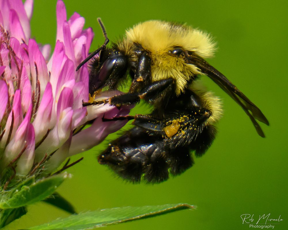 Close-up of a bumble bee feeding on a red clover blossom. The bee almost forms a perfect circle with its head and tail almost touching.