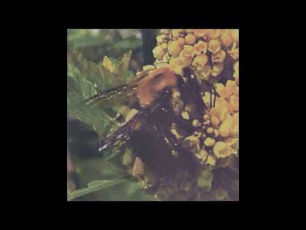 BRONCHO - Funny