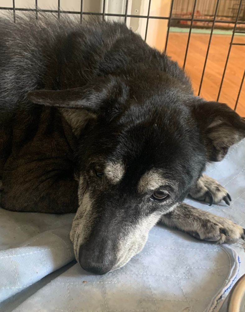 Black and tan dog. Her face is black with tan eyebrows and tan streaks on both side of muzzle.