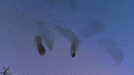 starling murmurations as an example of collective