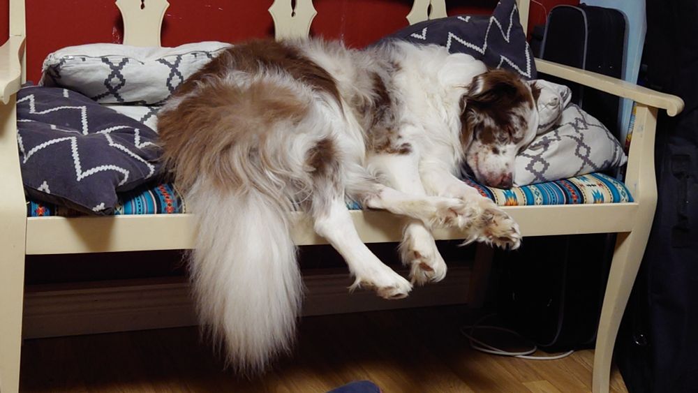 Photo of a red Merle Border Collie sleeping on a bunch of pillows 