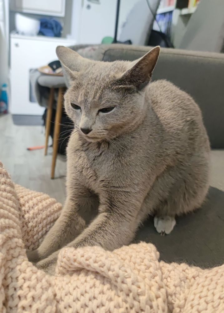 A small russian blue cat sitting on a grey sofa, looking very focused while making biscuits on a baby pink blanket.