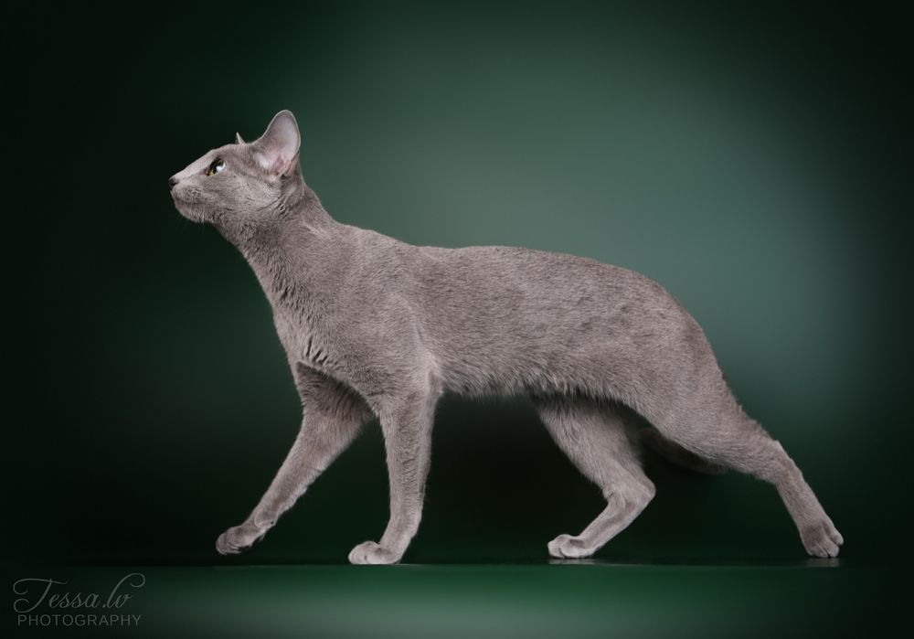 Picture of my russian blue cat walking from the side. Her tail is behind her so it looks like she doesn't have one.