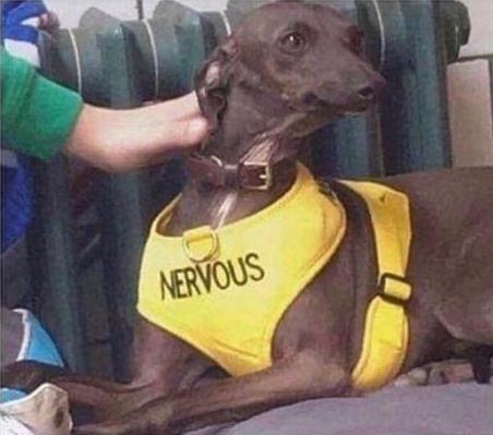 An image of a dog wearing a yellow jacket with the word "NERVOUS" written on the front.