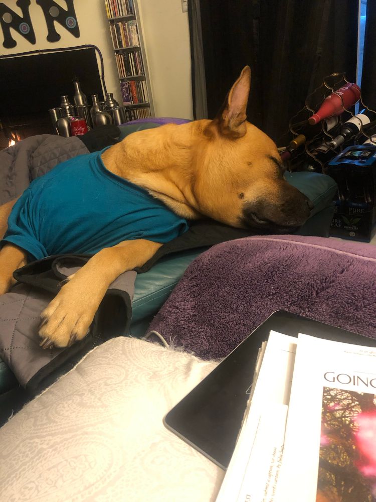 Picture of dog sleeping 