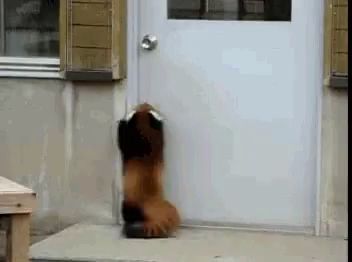 a dog is sticking its head out of a white door .