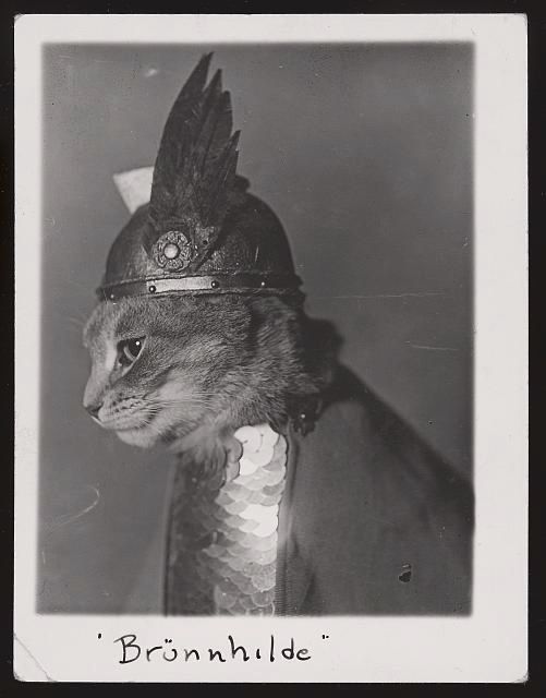Brunnhilde cat 