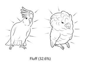 Cockatoo fluff dance