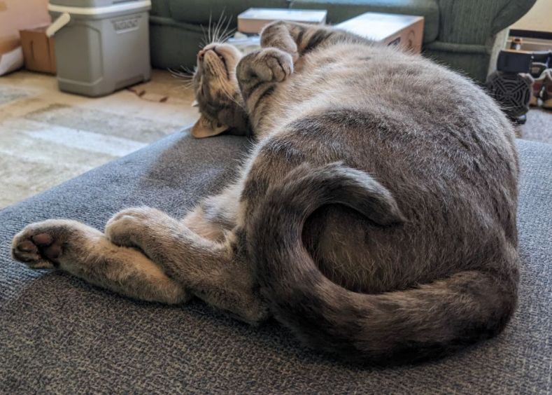 my cat curled up on the foot of the couch
