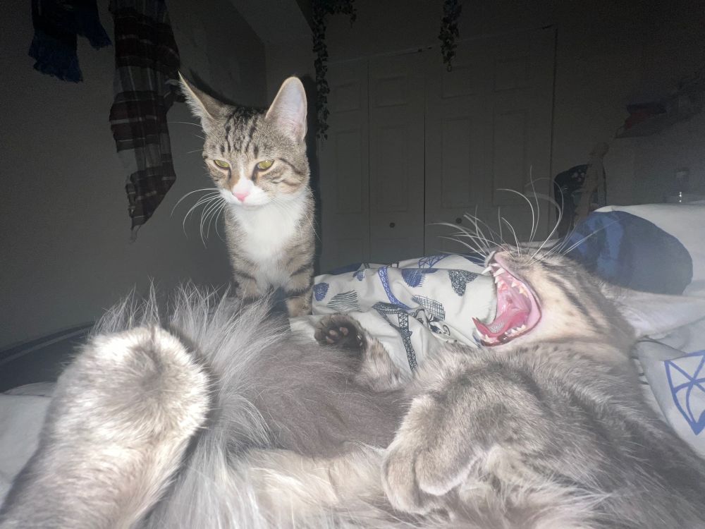 a cat, laying on his back appears screaming (yawning) in the foreground. behind him, a different cat stares at the previously mentioned screaming cat.