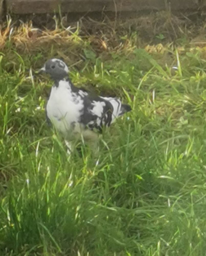 A speckled pigeon in my garden. 