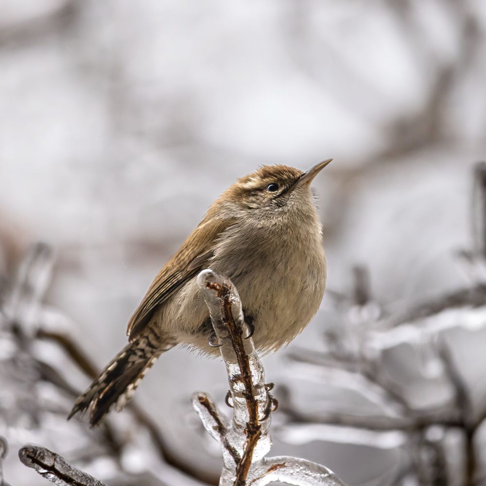 A Carolina Wren perching on an icy tree branch. 