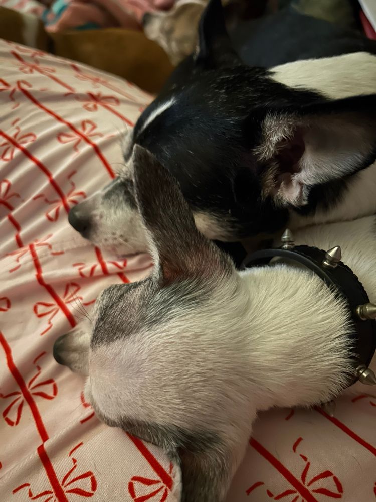 Poppy and Verbena, two black and white chihuahuas, are resting on Jamie. 